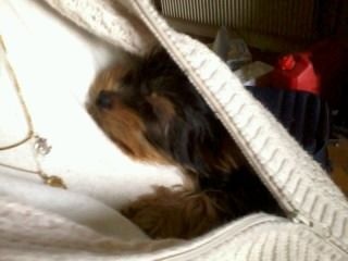 Les chiots dans leur famille
